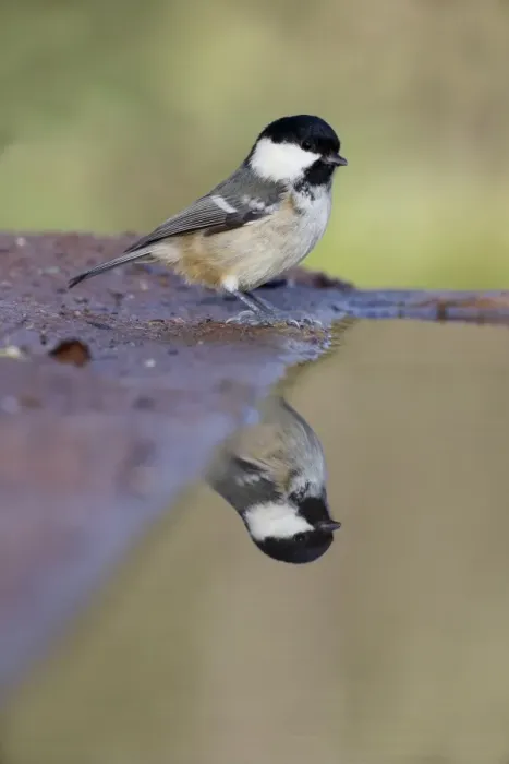 Framed Print : Coal Tit (Periparus ater) adult, standing at edge of water, Warwickshire, England, January