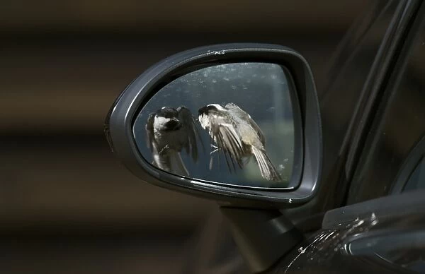 Coal Tit (Periparus ater) adult, in flight, attacking reflection in car wing mirror, England, April