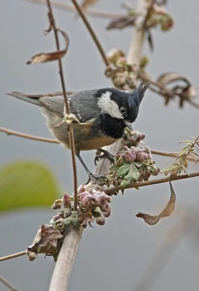 Coal Tit (Periparus ater aemodius) Himalayan subspecies with well-developed crest, adult, perched on stem, near Sela Pass, Arunachal Pradesh, India, january