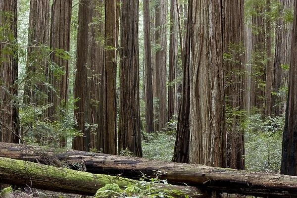 Coast Redwood (Sequoia sempervirens) standing and fallen trunks in forest habitat, Rockefeller Grove