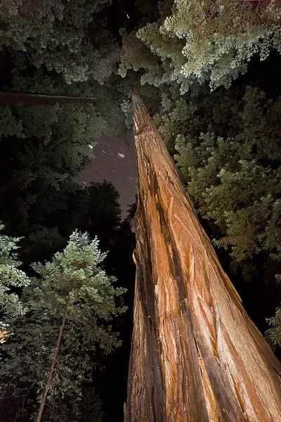 Coast Redwood (Sequoia sempervirens) looking up trunk to canopy, in forest with starry sky at night