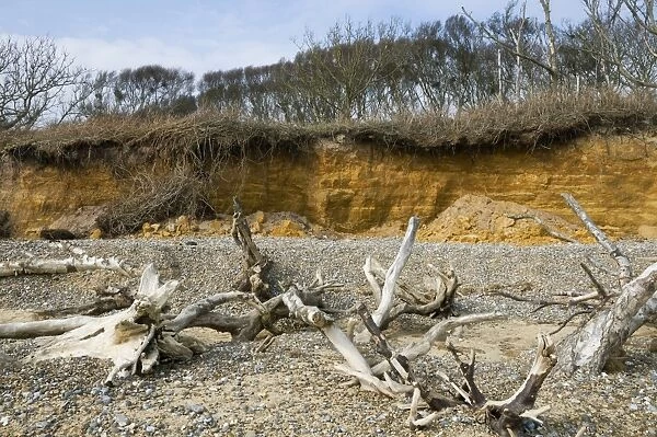 Coastal cliff erosion, dead trees on beach after falling over edge of crumbling cliffs, Covehithe