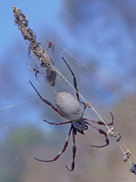 Coastal Golden Orb-weaver Spider (Nephila plumipes) adult female, guarding young spiderlings on web, Western Australia