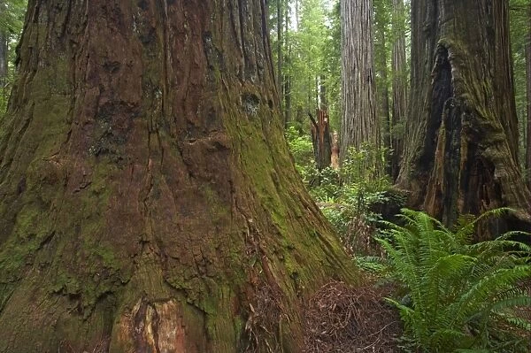 Coastal Redwood (Sequoia sempervirens) trunks, in forest habitat, Stout Grove, Redwood N. P. California, U. S. A