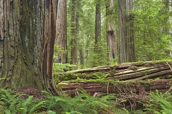 Coastal Redwood (Sequoia sempervirens) trunks, in forest habitat with rotting logs, Stout Grove, Redwood N. P