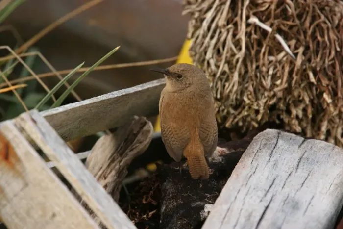 Framed Print : Cobb's Wren (Troglodytes cobbi) adult, standing amongst driftwood, Carcass Island, Falkland Islands, february