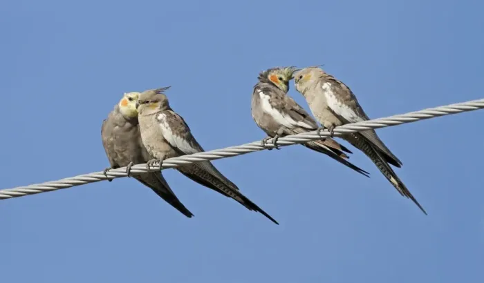 Framed Print : Cockatiel (Nymphicus hollandicus) two adult pairs, mutual preening and bonding, perched on powerline, Queensland Framed Print : Cockatiel (Nymphicus hollandicus) two adult pairs, mutual preening and bonding, perched on powerline, Queensland