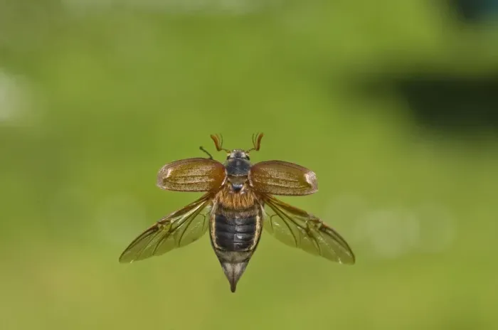 Framed Print : Cockchafer (Melolontha melolontha) adult, in flight, Norfolk, England, may