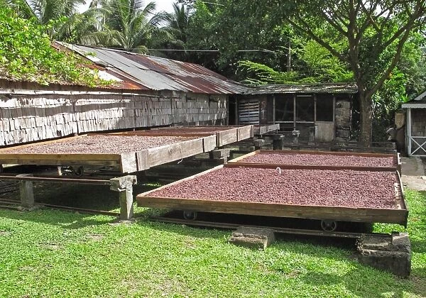 Cocoa (Theobroma cacao) crop, beans in drying trays, Fond Doux Plantation, St