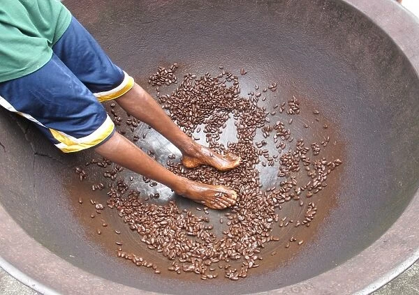Cocoa (Theobroma cacao) crop, beans in large bowl after coating in cocoa dance by worker, Fond Doux Plantation, St