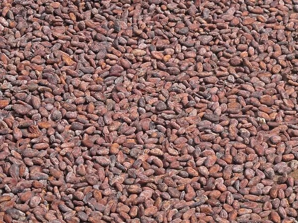Cocoa (Theobroma cacao) crop, close-up of beans in drying tray, Fond Doux Plantation, St
