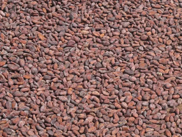 Framed Print : Cocoa (Theobroma cacao) crop, close-up of beans in drying tray, Fond Doux Plantation, St Framed Print : Cocoa (Theobroma cacao) crop, close-up of beans in drying tray, Fond Doux Plantation, St
