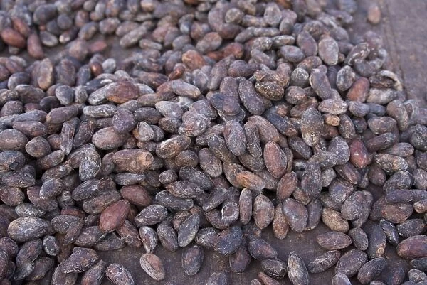 Cocoa (Theobroma cacao) crop, close-up of fermented beans drying naturally on plantation, Belmont Estate, Grenada