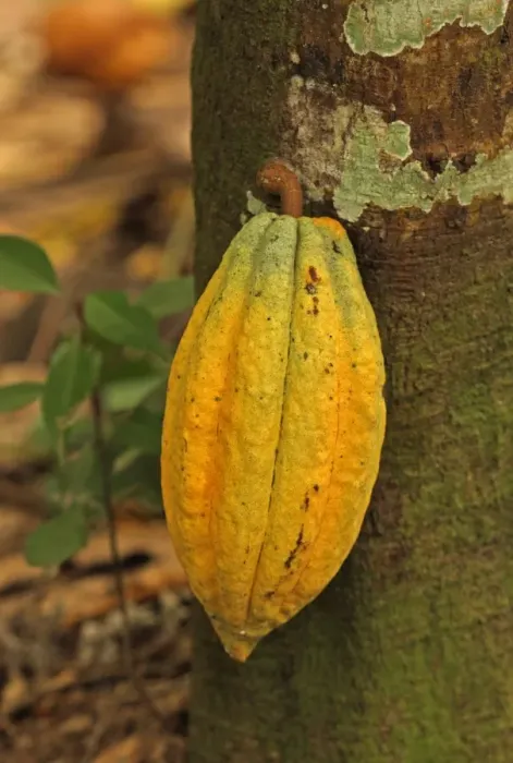 Framed Print : Cocoa (Theobroma cacao) crop, close-up of pod, growing on tree, Fond Doux Plantation, St Framed Print : Cocoa (Theobroma cacao) crop, close-up of pod, growing on tree, Fond Doux Plantation, St