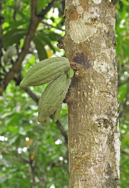 Cocoa (Theobroma cacao) crop, close-up of pods, growing on tree, Abrafo Village Forest, Ghana, February