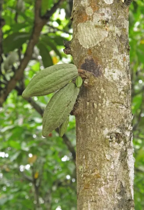 Framed Print : Cocoa (Theobroma cacao) crop, close-up of pods, growing on tree, Abrafo Village Forest, Ghana, February Framed Print : Cocoa (Theobroma cacao) crop, close-up of pods, growing on tree, Abrafo Village Forest, Ghana, February