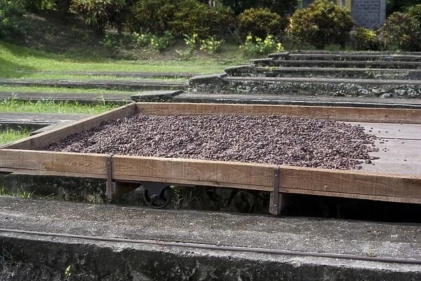 Cocoa (Theobroma cacao) crop, fermented beans drying naturally on plantation, Belmont Estate, Grenada, Grenadines