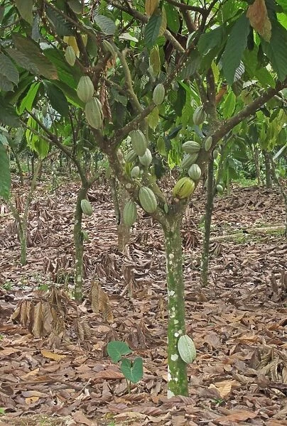 Cocoa (Theobroma cacao) crop, pods growing on trees in plantation, Atewa, Ghana, February