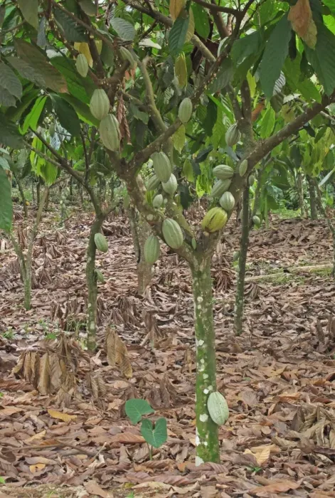 Framed Print : Cocoa (Theobroma cacao) crop, pods growing on trees in plantation, Atewa, Ghana, February