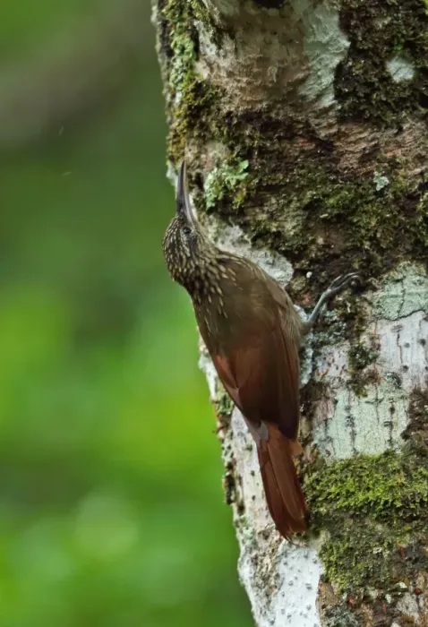 Framed Print : Cocoa Woodcreeper (Xiphorhynchus susurrans nanus) adult, clinging to tree trunk, Canopy Lodge, El Valle, Panama