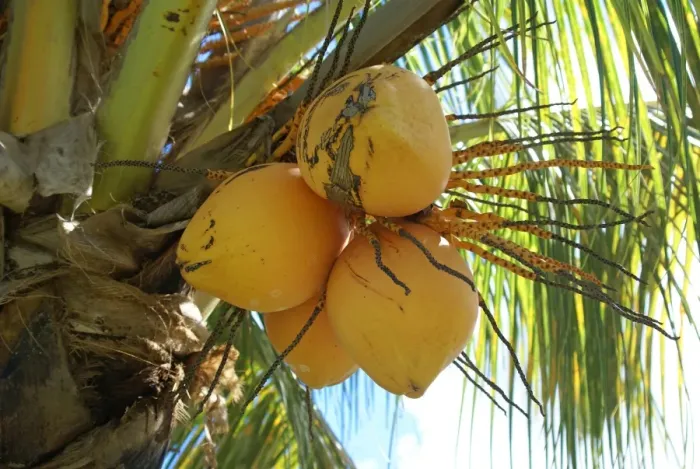 Framed Print : Coconut Palm (Cocos nucifera) close-up of fruit on tree, Grenada, Grenadines, Windward Islands, Lesser Antilles, August Framed Print : Coconut Palm (Cocos nucifera) close-up of fruit on tree, Grenada, Grenadines, Windward Islands, Lesser Antilles, August