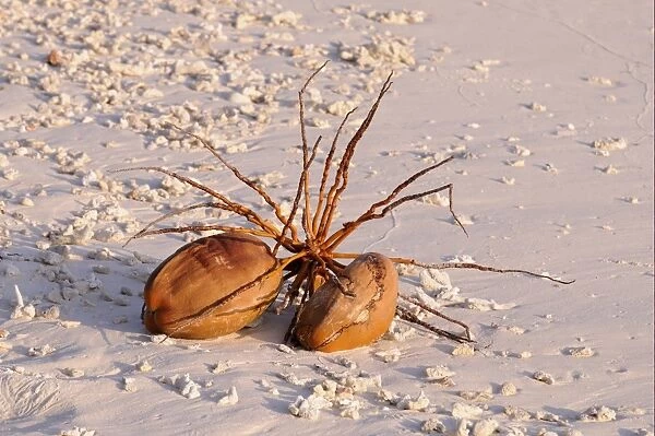 Coconut Palm (Cocos nucifera) fallen fruit on sandy beach, Maldives, march