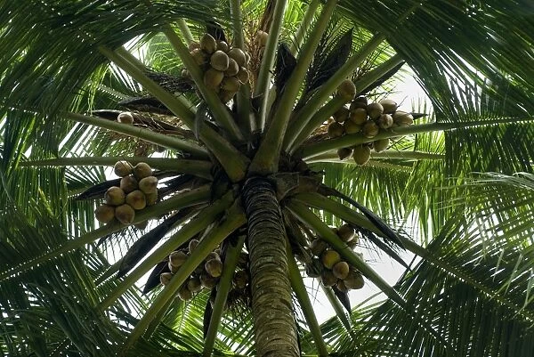 Coconut Palm (Cocos nucifera) looking up trunk to canopy with fruit, Trivandrum, Kerala, India