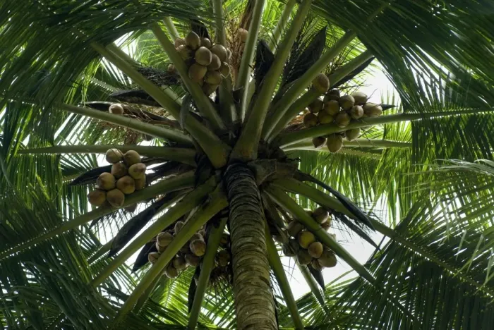 Framed Print : Coconut Palm (Cocos nucifera) looking up trunk to canopy with fruit, Trivandrum, Kerala, India Framed Print : Coconut Palm (Cocos nucifera) looking up trunk to canopy with fruit, Trivandrum, Kerala, India