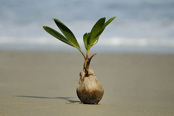 Coconut Palm (Cocos nucifera) seedling sprouting on beach, Manuel Antonio N. P. Puntarenas Province, Costa Rica, August