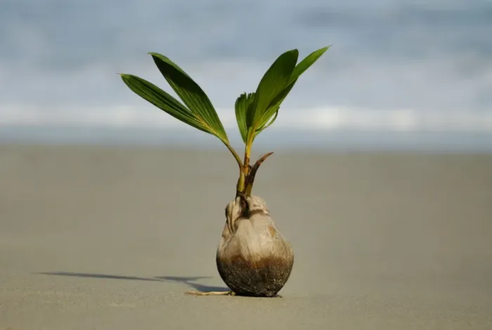 Framed Print : Coconut Palm (Cocos nucifera) seedling sprouting on beach, Manuel Antonio N. P. Puntarenas Province, Costa Rica, August