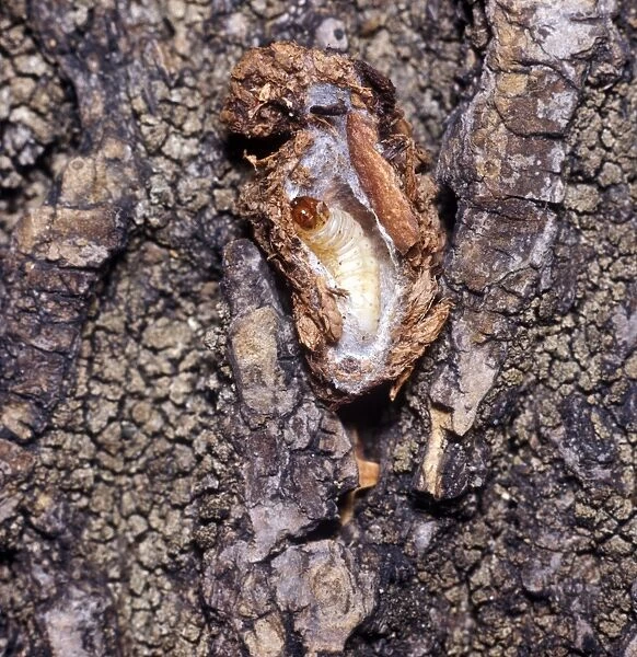 Codlin Moth (Cydia pomonella) Larva hibernating in coccoon