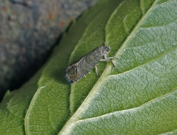 Codlin Moth (Cydia pomonella) On underside of green leaf