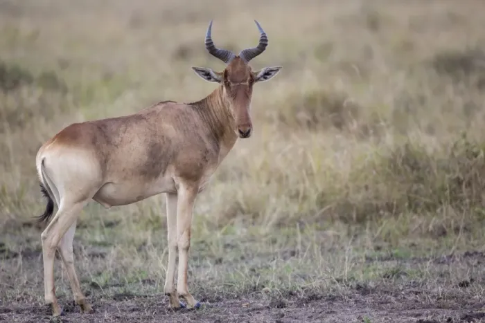 Framed Print : Cokes Hartebeest (Alcelaphus buselaphus cokii) adult male, standing in savannah, Masai Mara National Reserve, Kenya Framed Print : Cokes Hartebeest (Alcelaphus buselaphus cokii) adult male, standing in savannah, Masai Mara National Reserve, Kenya
