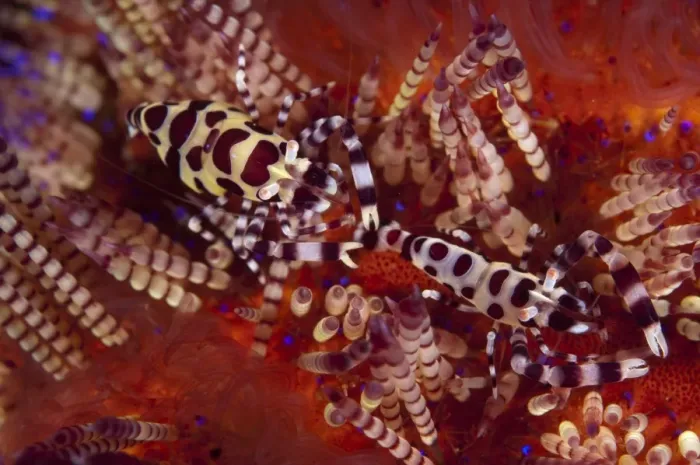 Framed Print : Coleman's Shrimp (Periclimenes colemani) adult pair, on Fire Urchin (Asthenosoma varium), Ambon Island, Maluku Islands, Banda Sea, Indonesia