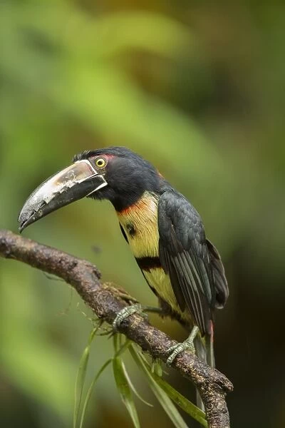 Collared Aracari (Pteroglossus torquatus) adult, perched on branch, Costa Rica, March