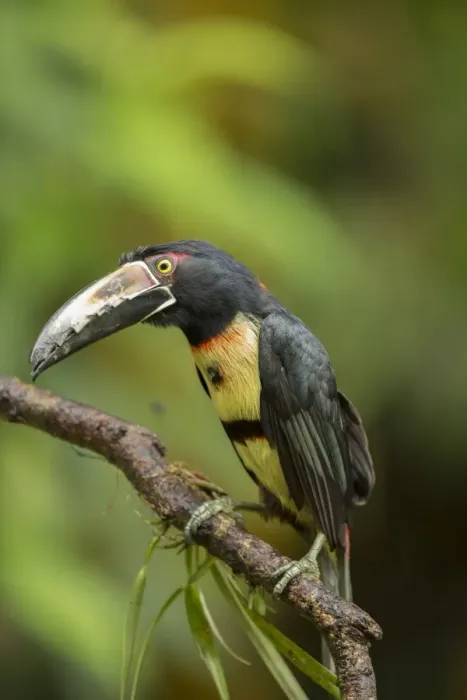 Framed Print : Collared Aracari (Pteroglossus torquatus) adult, perched on branch, Costa Rica, March Framed Print : Collared Aracari (Pteroglossus torquatus) adult, perched on branch, Costa Rica, March