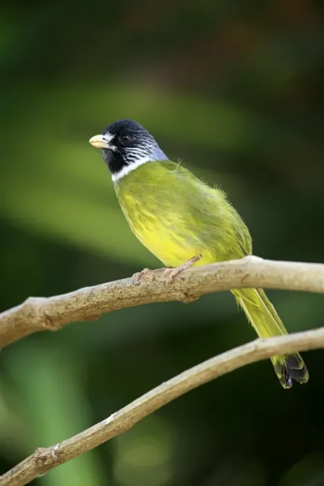 Framed Print : Collared Finchbill (Spizixos semitorques) adult, singing, perched on twig (captive) Framed Print : Collared Finchbill (Spizixos semitorques) adult, singing, perched on twig (captive)