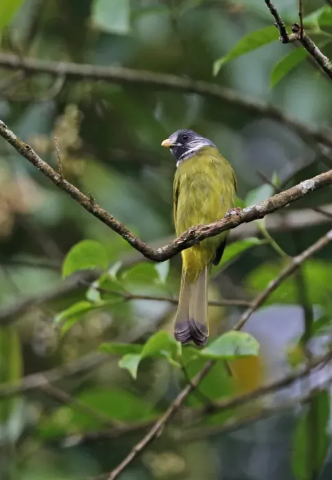 Framed Print : Collared Finchbill (Spizixos semitorques cinereicapillus) adult, perched on twig, Dasyueshan National Forest, Taiwan