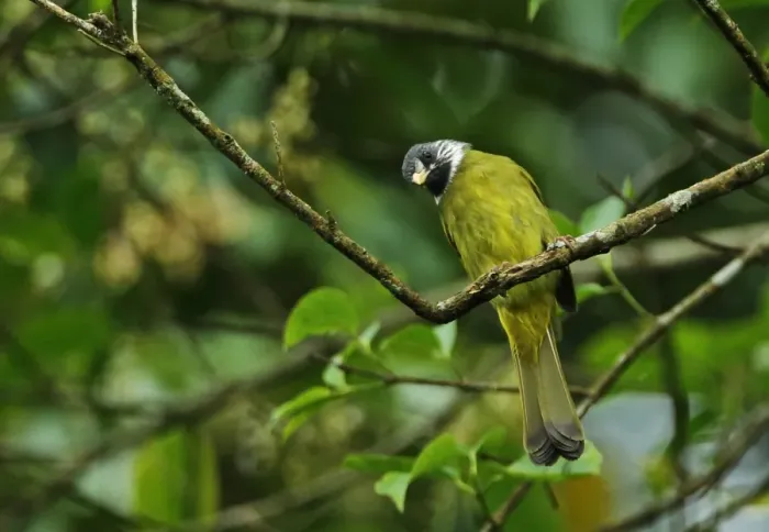 Framed Print : Collared Finchbill (Spizixos semitorques cinereicapillus) adult, perched on twig, Dasyueshan National Forest, Taiwan
