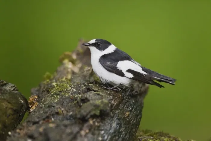 Framed Print : Collared Flycatcher (Ficedula albicollis) adult male, breeding plumage, standing on log at pool in woodland, Debrecen Framed Print : Collared Flycatcher (Ficedula albicollis) adult male, breeding plumage, standing on log at pool in woodland, Debrecen