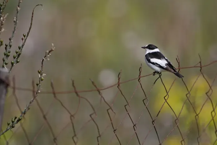 Framed Print : Collared Flycatcher (Ficedula albicollis) adult male, summer plumage, perched on rusty wire fence, Lesvos, Greece, april Framed Print : Collared Flycatcher (Ficedula albicollis) adult male, summer plumage, perched on rusty wire fence, Lesvos, Greece, april