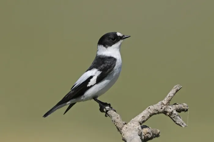Framed Print : Collared Flycatcher (Ficedula albicollis) adult male, summer plumage, perched on twig, Lemnos, Greece, April Framed Print : Collared Flycatcher (Ficedula albicollis) adult male, summer plumage, perched on twig, Lemnos, Greece, April