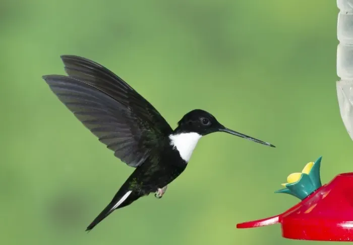 Framed Print : Collared Inca (Coeligena torquata) adult male, in flight, hovering at feeder in montane rainforest, Andes, Ecuador