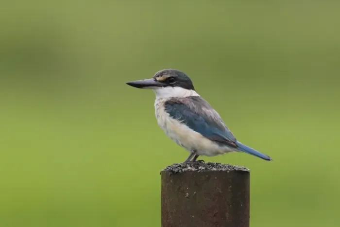 Framed Print : Collared Kingfisher (Todiramphus chloris tristrami) adult, standing on metal post in farmland, near Kimbe