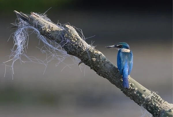 Collared Kingfisher (Todirhamphus chloris) adult, perched on barnacle encrusted branch with snagged fishing net, Thailand, february