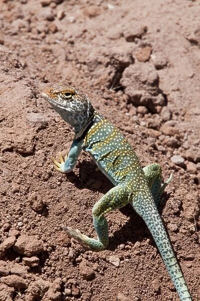 Collared Lizard male -Utah America