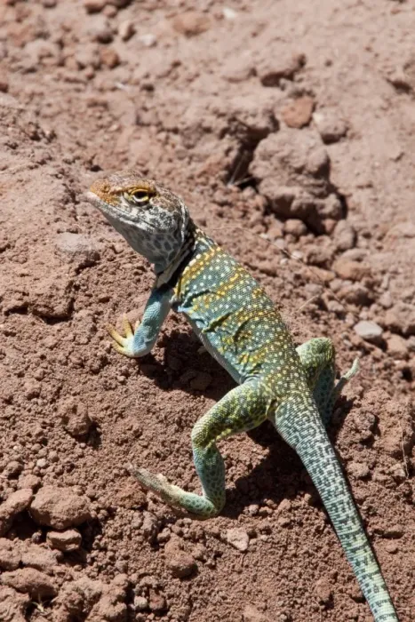 Framed Print : Collared Lizard male -Utah America Framed Print : Collared Lizard male -Utah America