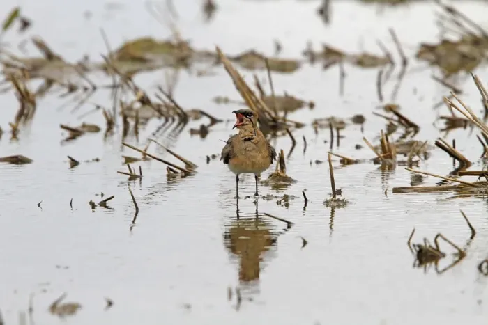 Framed Print : Collared Pratincole calling - Extremadura Spain
