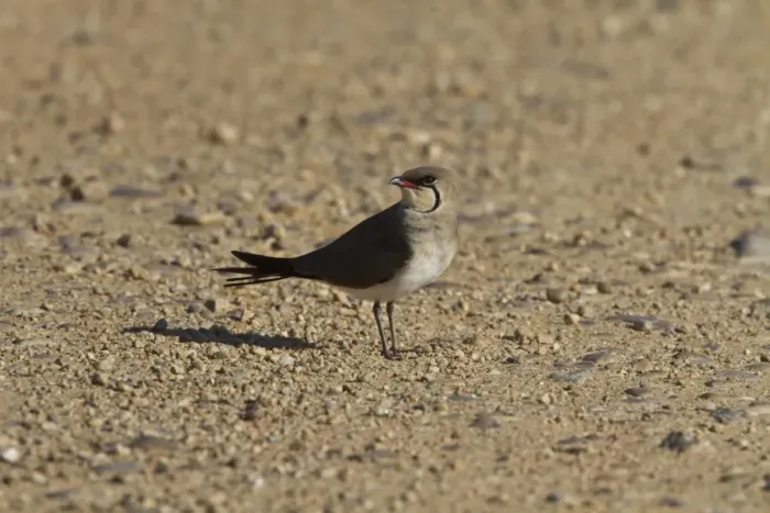 Framed Print : Collared Pratincole - Coto Donana, Spain