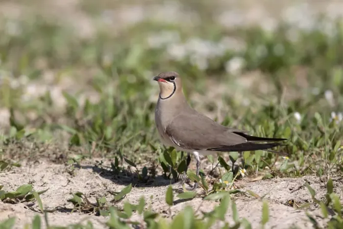 Framed Print : Collared Pratincole (Glareola pratincola) adult, standing on ground, Southern Spain april Framed Print : Collared Pratincole (Glareola pratincola) adult, standing on ground, Southern Spain april